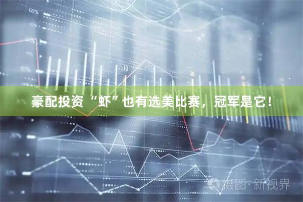 豪配投资 “虾”也有选美比赛，冠军是它！